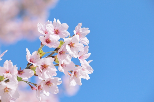 春に咲く桜の花。新しい学びのスタートを象徴